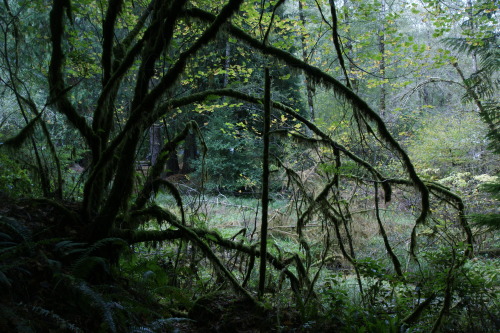 frommylimitedtravels:More wanderings from the land of ferns and moss.Still no Bigfoot sightings, tho