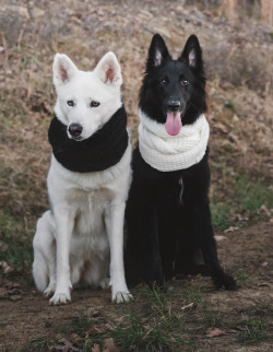 tundratails:if u put dogs in scarves u get………this
