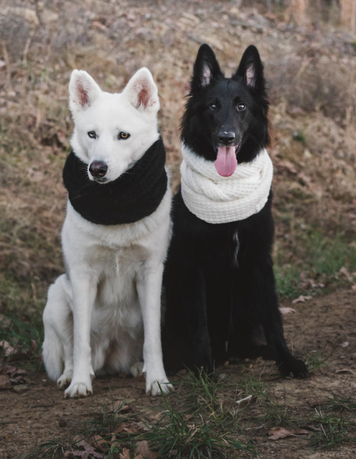 tundratails - if u put dogs in scarves u get………this