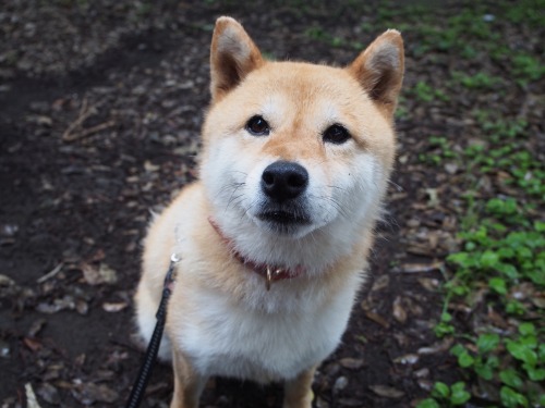 shibainu-komugi:今日の柴犬の小麦さん #shiba #dog #komugi #柴犬