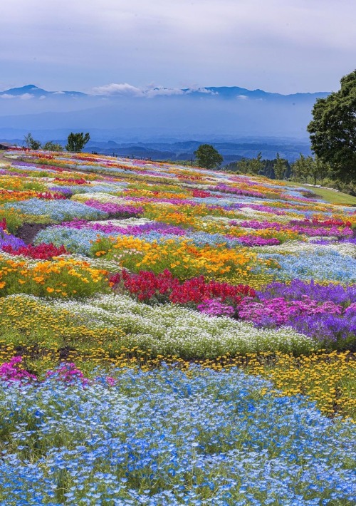 maureen2musings:   Dreamy flower patchworkastrailor_jp