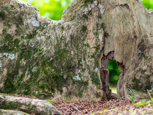 日置のハダカマキ。Hioki ／ Hadakamaki