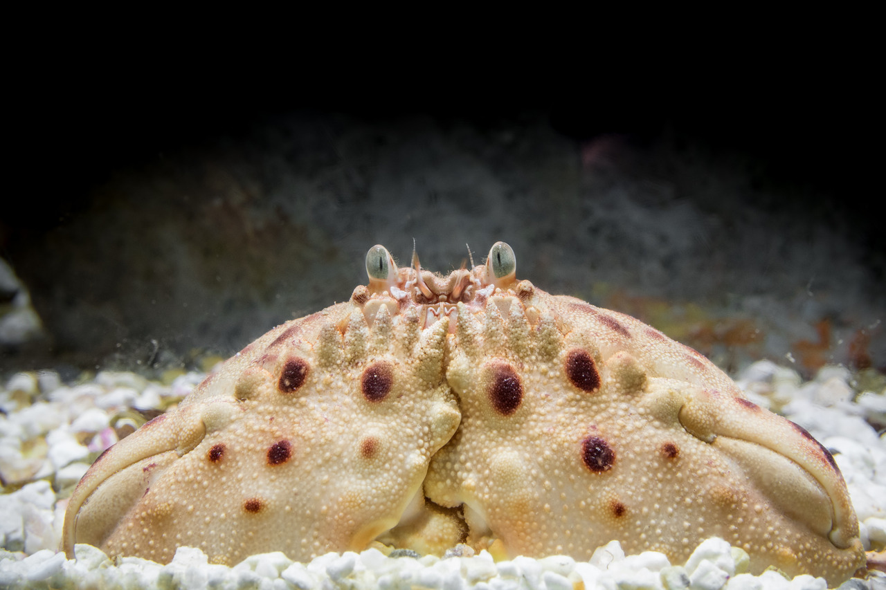 SHAME-FACED CRAB
(Calappa)“Cositos :), 2017. “Calappa granulata” ”
Otherwise known as box crabs for their somewhat cuboidal exoskeleton, the shame-faced crabs comprising the genus Calappa were named for the wide chelae (claws) that shield their...