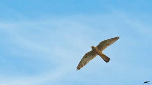 Kestrel - Peneireiro-vulgar (Falco tinnunculus): malesFigueira de Castelo Rodrigo-Freixo de Espada à