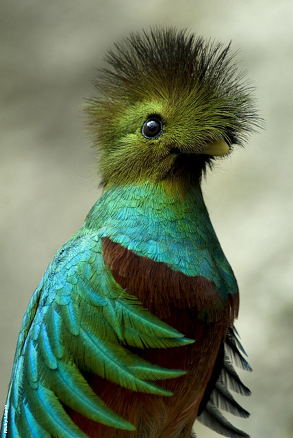 kikinikkole:  Quetzal