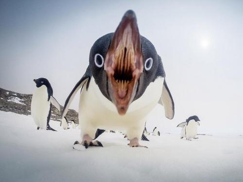sadism-sex-secrets:mysharona1987:Inside a penguin’s maw. Not so cute now, huh!?!photography.n