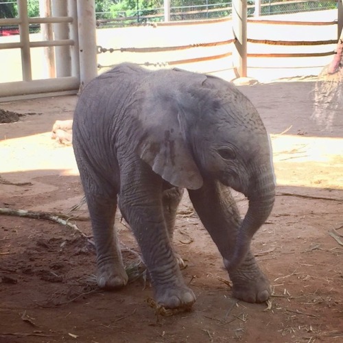 sweetestpiglet: sdzoo:We’ve welcomed another baby ellie! Learn about Zuli’s new little s