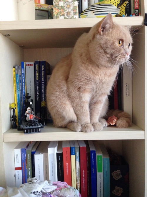 there&rsquo;s an intruder in my bookcase