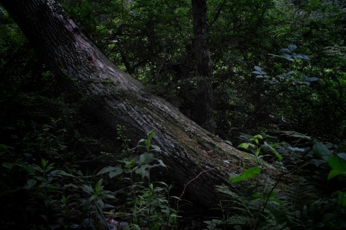 aetheric-aesthetic:  ○ 