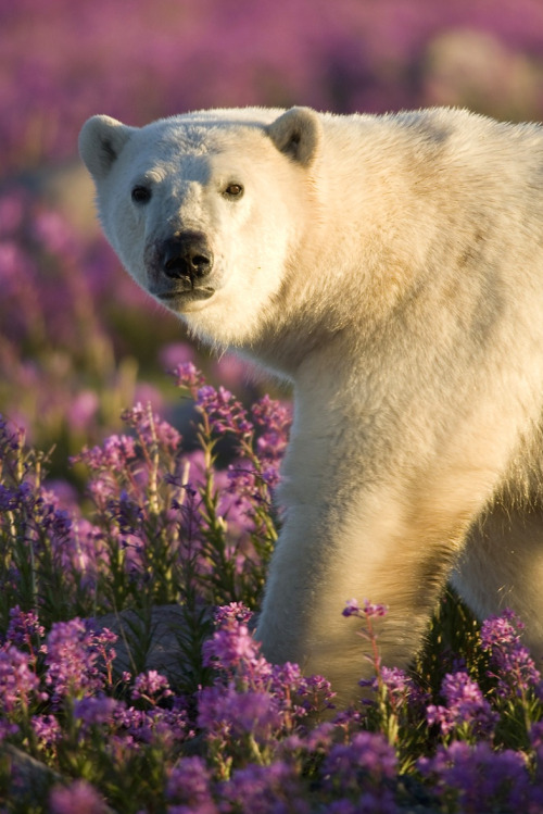 jellyfishtimes:  nubbsgalore:photos by (click pic) michael poliza, dennis fast and matthias brieter of polar bears amongst the fireweed in churchill, manitoba. the area has the largest, and most southerly, concentration of the animals on the planet.