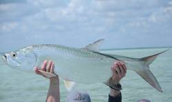 disgustinganimals:  advancedghosting: sciencealert: This tarpon blends perfectly into the background, making it appear transparent. So cool! 