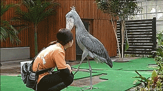 needstosortoutpriorities:violent-darts:tastefullyoffensive:Shoebill storks are eerily majestic. [ful