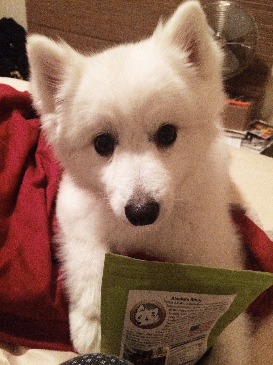 wolfpuke:  He brought his treats over and waited patiently for me to give him one.