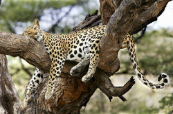 big-catsss:  sleppy leopard by zeek.0910 on Flickr.