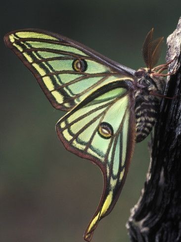 Graellsia Isabellae, The Spanish Moon Moth, Is In The Silkmoth Family Saturniidae. It Is The Only Species