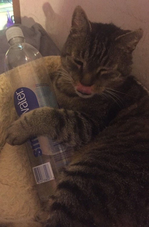 not-very-eloquent:Why do I have so many pictures of my cat sleeping with empty water bottles. None o