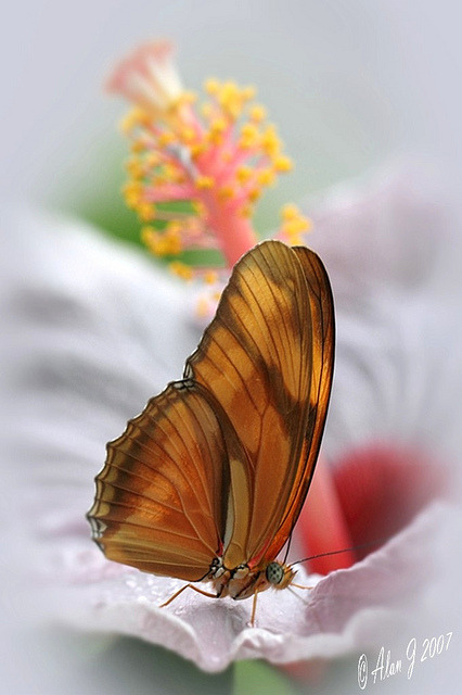 Checking Out An Hibiscus by alanj2007 on Flickr.