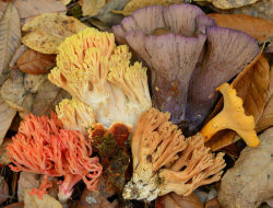 damontighe:  Fungal Fall Colors, Salt Point