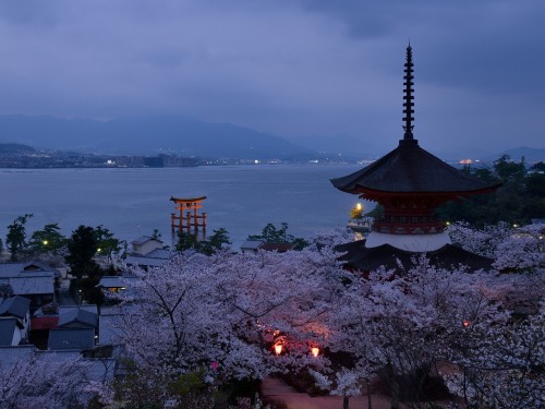 mikaest777:Today’s Itsukushima shrine and sakura