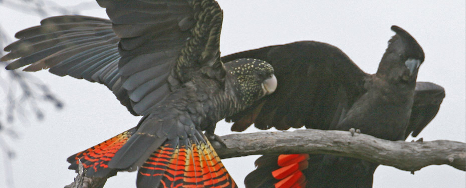 deermary:  Red tailed black cockatoo females (Calyptorhynchus banksii) of Austrailia