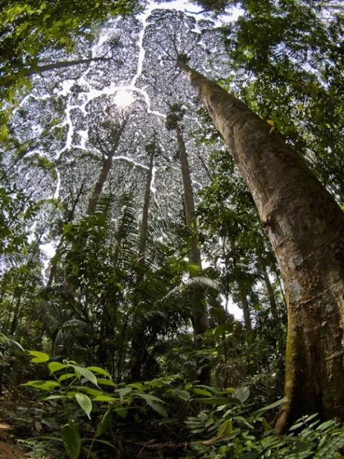  Crown shyness (also canopy disengagement, canopy shyness, or intercrown spacing) is a phenomenon ob