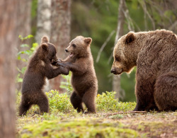 myrealnameisterrence:  forest-nation:  Wrestlers by Giedrius Stakauskas   bellusterra