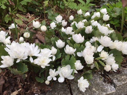 5-and-a-half-acres:More double bloodroot.Sanguinaria canadensis “Multiplex”.