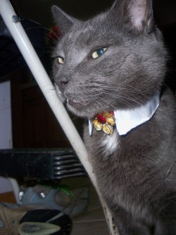 kittymudface:  My dashing vampire. 