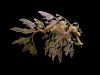 chasingcoyotes:yo sometimes i forget leafy sea dragons exist and just i share a planet