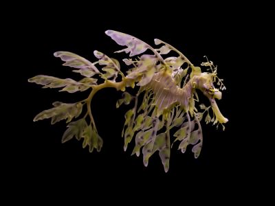 chasingcoyotes:yo sometimes i forget leafy sea dragons exist and just i share a planet