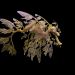 chasingcoyotes:yo sometimes i forget leafy sea dragons exist and just i share a planet