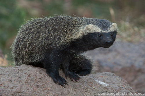 The Lesser Grison (Galictis Cuja) Is A Species Of Mustelid From South America. Lesser Grisons Have A