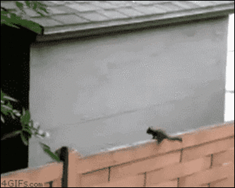 4gifs:  [Unedited]  Proof that squirrels are really bad at math.