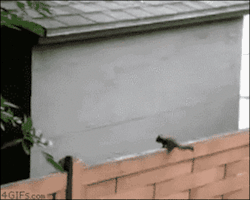 4gifs:  [Unedited]  Proof that squirrels