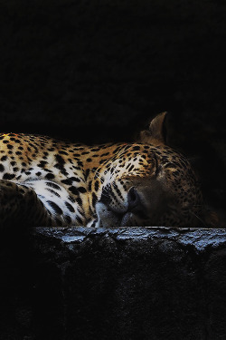 worldfam0us:  Sleeping Leopard | WF