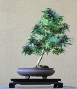 beatsandbuds:  Bonsai cannabis plant 