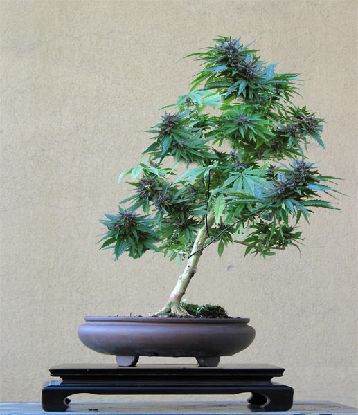 indicalifornia:  cannabi-naut