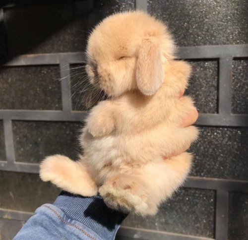 protect-and-love-animals: Bunnies are so beautiful