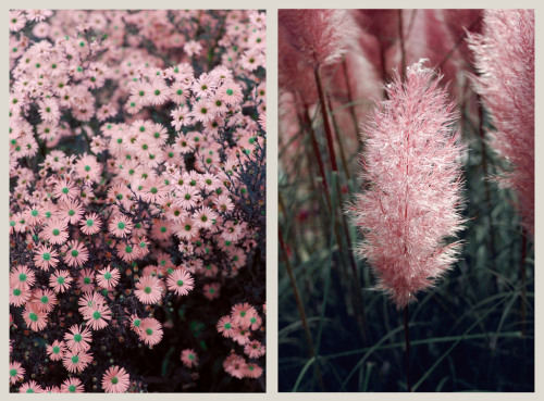 floralls:  (by liddygreenaway) adult photos