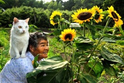iggysawdust:  The life of a Japanese grandmother and her cat, Fukumaru. 