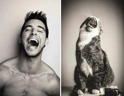 payneisgirl:  Cutie Cats ;) :$