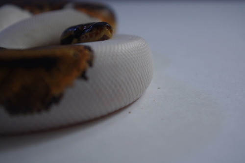 stars-n-scales:Dipper was a bit angry, considering it’s breeding season, so I had a small photoshoot