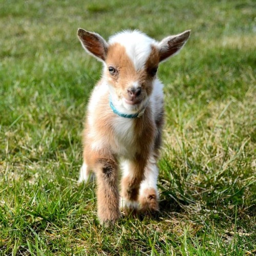 goatmilkstuff:*Glitter*#cute #babygoat#nigeriandwarf #gmskids #sad #day #suddenly#gonetoosoon #willb