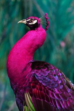 Bedazzledbodybag:  Pink Peacock (Endemic To Se Asia) 