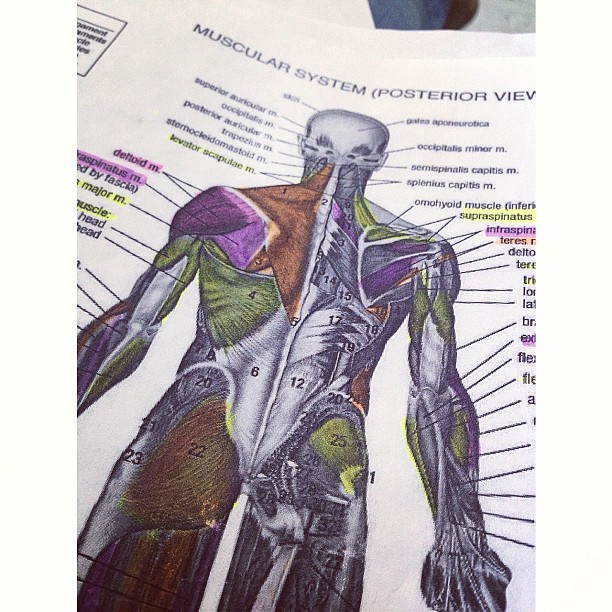 Dejense querer para poder estudiar cn mas exactitud&hellip; #muscule #test #anatomia