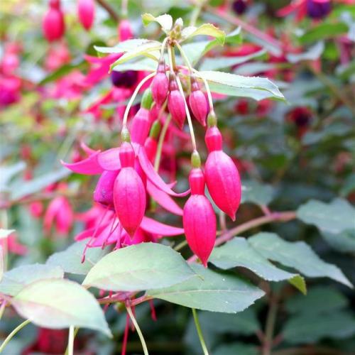 Fuchsia Flush.