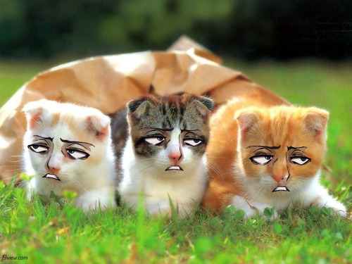 the-absolute-funniest-posts:  makoto-tachiboner: so I found a transparent pic of levi’s eyes…. 