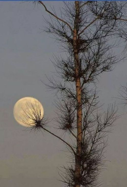 halloweenhalloweenhalloween:Moon caught in the branches of witch’s broom.