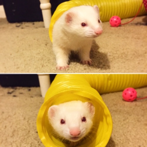 Morning tunnel fun! (Paint not ferret poop on my carpet)
