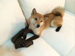 Zoe-Fuentes:  Pacific-Indigo:  Red Fox Shiba  It Looks Like It Has Socks Omfg 